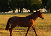 A brown horse